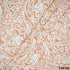 Thread Embroidered Cambric Cotton Fabric-F3674