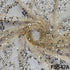 Cut Dana Sequins Embroidered Net Fabric - F5547